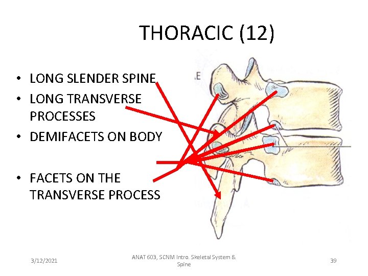 THORACIC (12) • LONG SLENDER SPINE • LONG TRANSVERSE PROCESSES • DEMIFACETS ON BODY