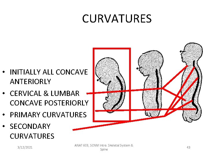 CURVATURES • INITIALLY ALL CONCAVE ANTERIORLY • CERVICAL & LUMBAR CONCAVE POSTERIORLY • PRIMARY