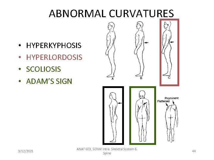 ABNORMAL CURVATURES • • HYPERKYPHOSIS HYPERLORDOSIS SCOLIOSIS ADAM’S SIGN 3/12/2021 ANAT 603, SCNM Intro.