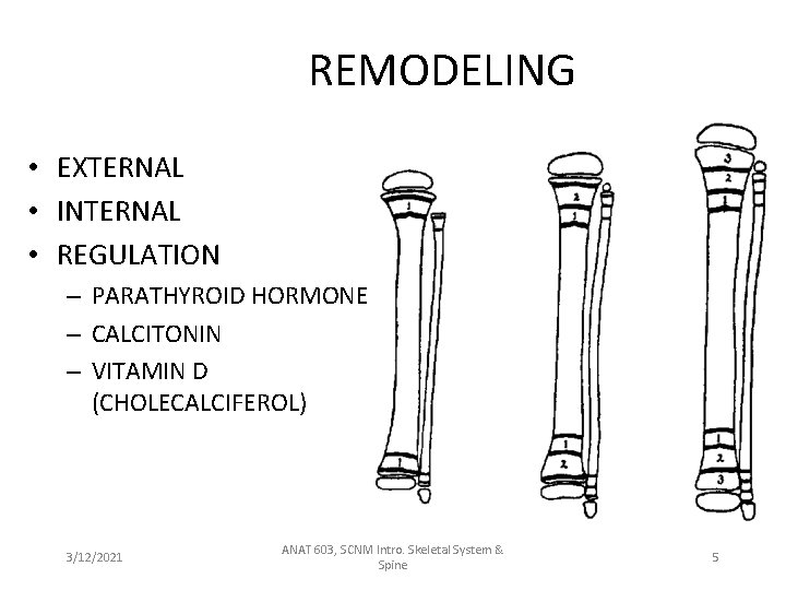 REMODELING • EXTERNAL • INTERNAL • REGULATION – PARATHYROID HORMONE – CALCITONIN – VITAMIN