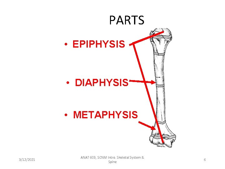 PARTS • EPIPHYSIS • DIAPHYSIS • METAPHYSIS 3/12/2021 ANAT 603, SCNM Intro. Skeletal System