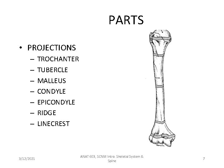 PARTS • PROJECTIONS – – – – 3/12/2021 TROCHANTER TUBERCLE MALLEUS CONDYLE EPICONDYLE RIDGE