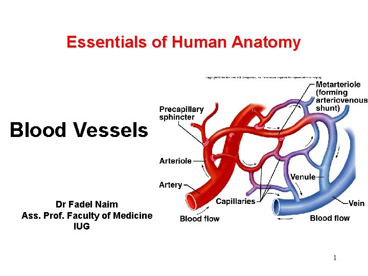 Essentials of Human Anatomy Blood Vessels Dr Fadel Naim Ass. Prof. Faculty of Medicine