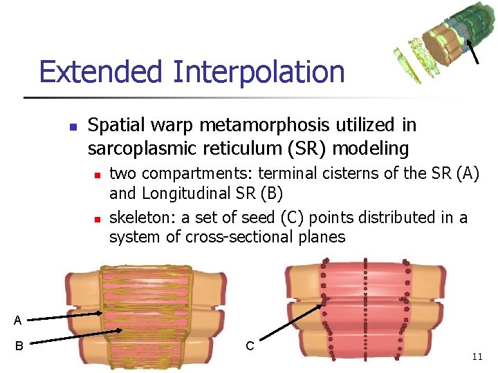 Extended Interpolation n Spatial warp metamorphosis utilized in sarcoplasmic reticulum (SR) modeling n n