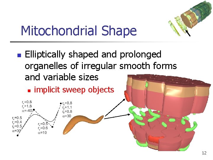 Mitochondrial Shape n Elliptically shaped and prolonged organelles of irregular smooth forms and variable