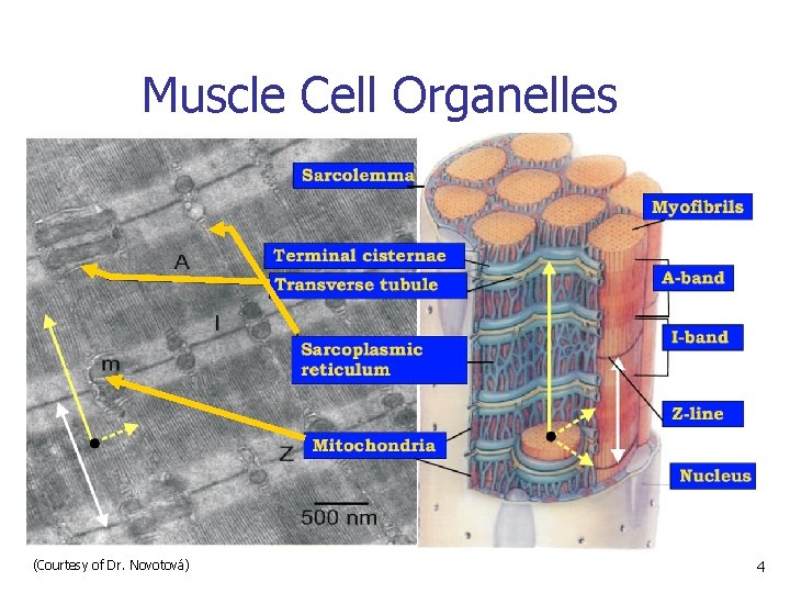 Muscle Cell Organelles (Courtesy of Dr. Novotová) 4 