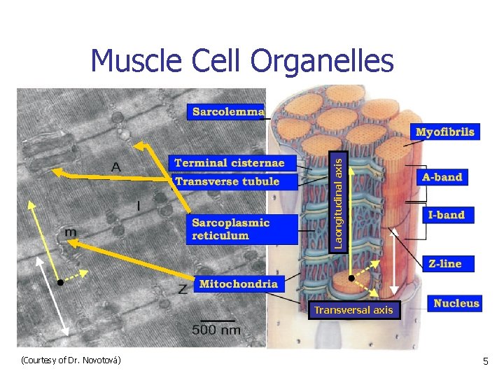 Laongitudinal axis Muscle Cell Organelles Transversal axis (Courtesy of Dr. Novotová) 5 