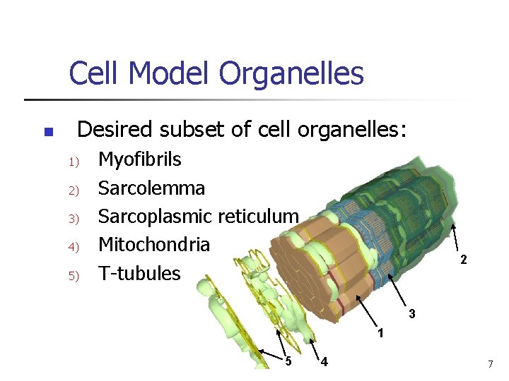 Cell Model Organelles n Desired subset of cell organelles: 1) 2) 3) 4) 5)