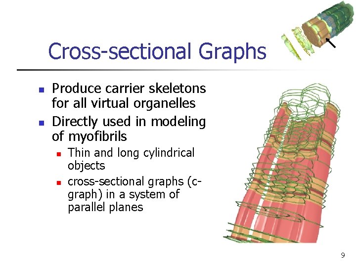 Cross-sectional Graphs n n Produce carrier skeletons for all virtual organelles Directly used in