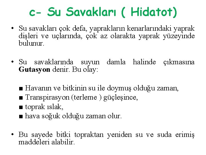 c- Su Savakları ( Hidatot) • Su savakları çok defa, yaprakların kenarlarındaki yaprak dişleri