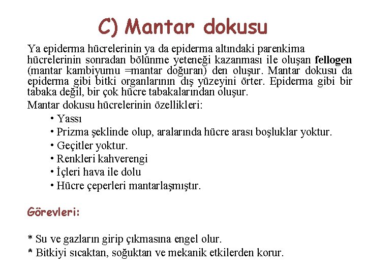 C) Mantar dokusu Ya epiderma hücrelerinin ya da epiderma altındaki parenkima hücrelerinin sonradan bölünme