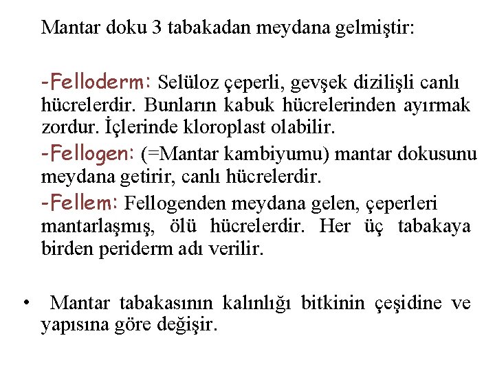 Mantar doku 3 tabakadan meydana gelmiştir: -Felloderm: Selüloz çeperli, gevşek dizilişli canlı hücrelerdir. Bunların