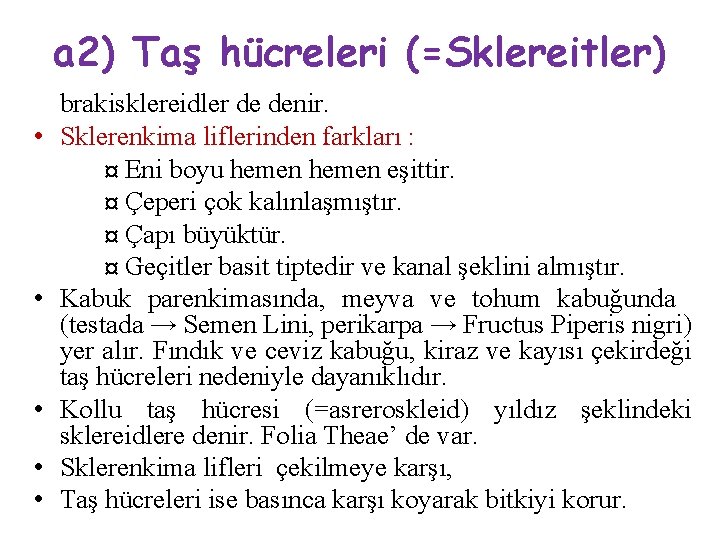 a 2) Taş hücreleri (=Sklereitler) • • • brakisklereidler de denir. Sklerenkima liflerinden farkları