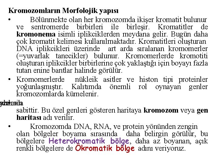 Kromozomların Morfolojik yapısı • Bölünmekte olan her kromozomda ikişer kromatit bulunur ve sentromerde birbirleri