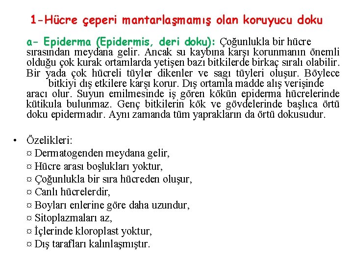 1 -Hücre çeperi mantarlaşmamış olan koruyucu doku a- Epiderma (Epidermis, deri doku): Çoğunlukla bir