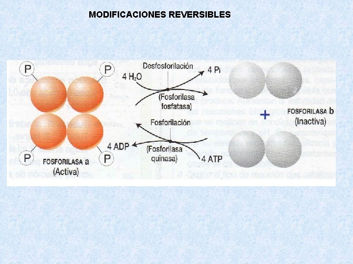 MODIFICACIONES REVERSIBLES MODIFICACIONES REVERSIBLES