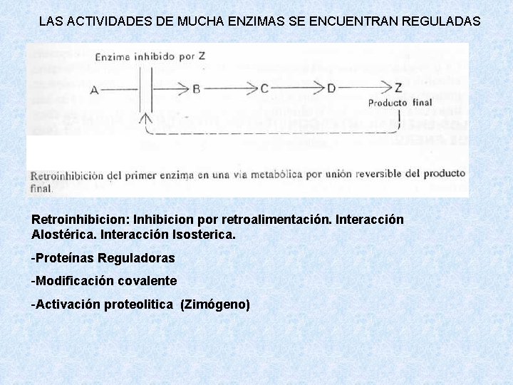 LAS ACTIVIDADES DE MUCHA ENZIMAS SE ENCUENTRAN REGULADAS Retroinhibicion: Inhibicion por retroalimentación. Interacción Alostérica. LAS ACTIVIDADES DE MUCHA ENZIMAS SE ENCUENTRAN REGULADAS Retroinhibicion: Inhibicion por retroalimentación. Interacción Alostérica.
