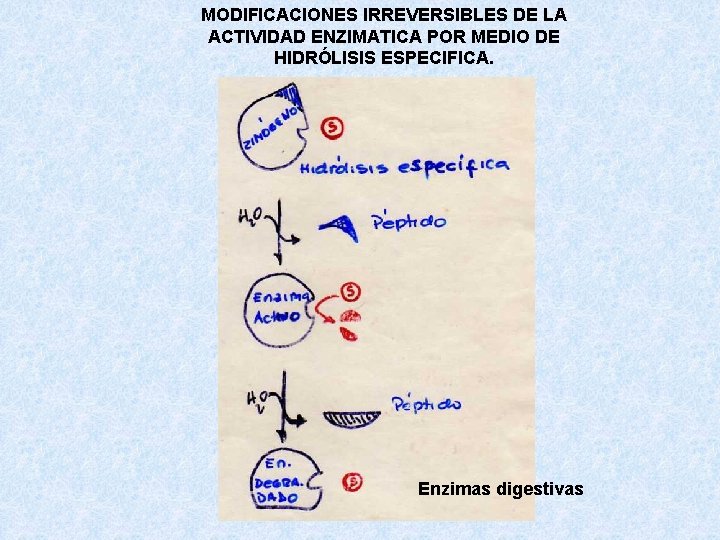 MODIFICACIONES IRREVERSIBLES DE LA ACTIVIDAD ENZIMATICA POR MEDIO DE HIDRÓLISIS ESPECIFICA. Enzimas digestivas MODIFICACIONES IRREVERSIBLES DE LA ACTIVIDAD ENZIMATICA POR MEDIO DE HIDRÓLISIS ESPECIFICA. Enzimas digestivas