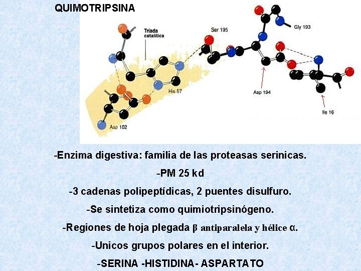QUIMOTRIPSINA -Enzima digestiva: familia de las proteasas serinicas. -PM 25 kd -3 cadenas polipeptídicas, QUIMOTRIPSINA -Enzima digestiva: familia de las proteasas serinicas. -PM 25 kd -3 cadenas polipeptídicas,