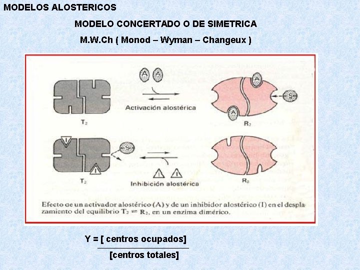 MODELOS ALOSTERICOS MODELO CONCERTADO O DE SIMETRICA M. W. Ch ( Monod – Wyman MODELOS ALOSTERICOS MODELO CONCERTADO O DE SIMETRICA M. W. Ch ( Monod – Wyman