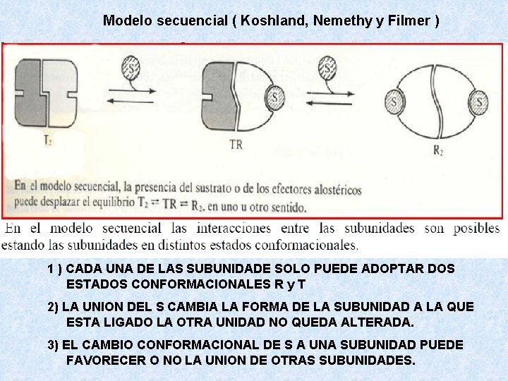 Modelo secuencial ( Koshland, Nemethy y Filmer ) 1 ) CADA UNA DE LAS Modelo secuencial ( Koshland, Nemethy y Filmer ) 1 ) CADA UNA DE LAS