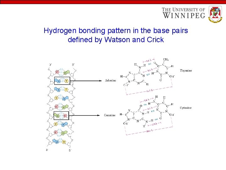 Hydrogen bonding pattern in the base pairs defined by Watson and Crick 