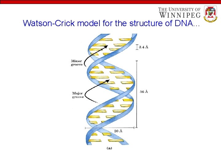 Watson-Crick model for the structure of DNA… 