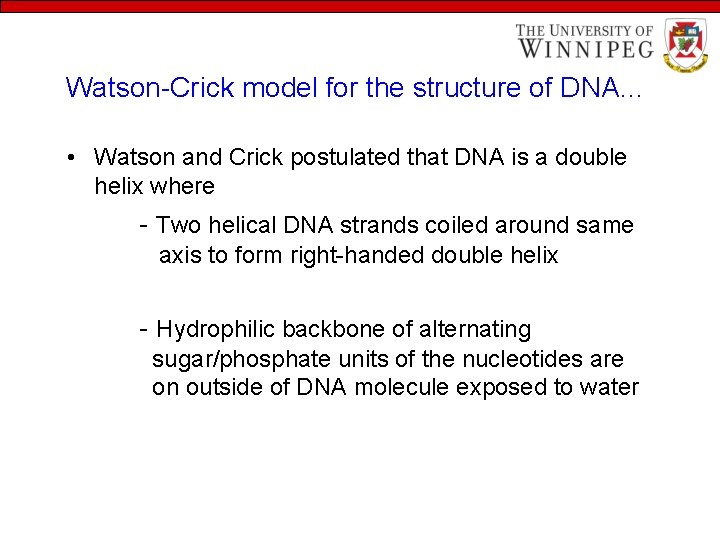 Watson-Crick model for the structure of DNA… • Watson and Crick postulated that DNA