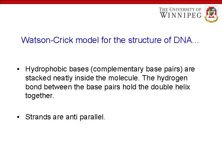 Watson-Crick model for the structure of DNA… • Hydrophobic bases (complementary base pairs) are