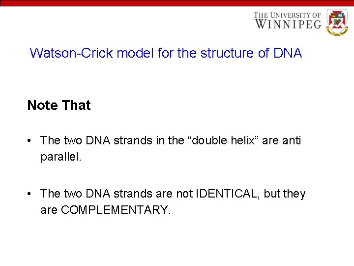 Watson-Crick model for the structure of DNA Note That • The two DNA strands