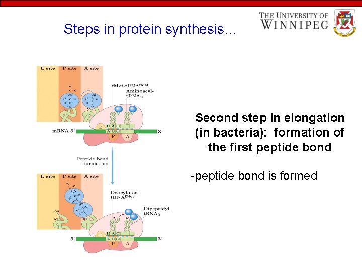Steps in protein synthesis… Second step in elongation (in bacteria): formation of the first