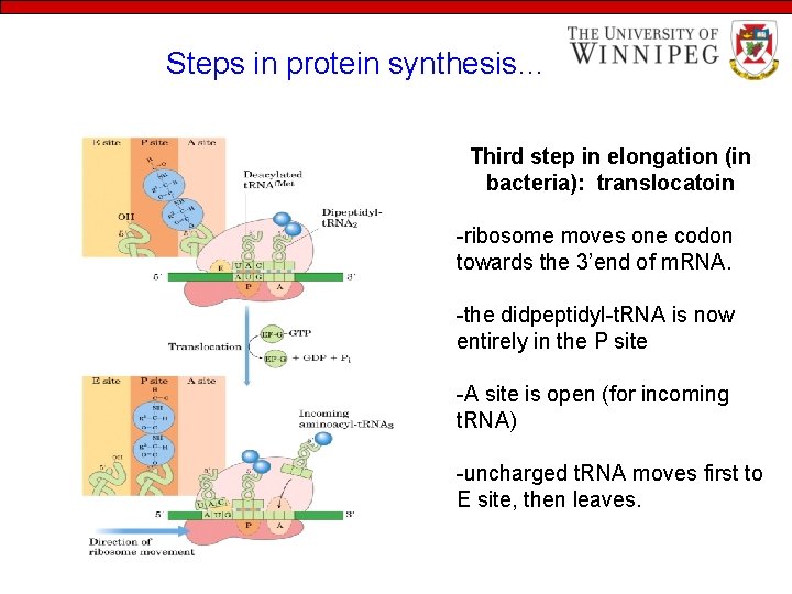 Steps in protein synthesis… Third step in elongation (in bacteria): translocatoin -ribosome moves one