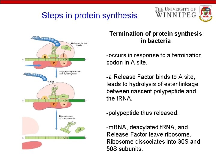 Steps in protein synthesis Termination of protein synthesis in bacteria -occurs in response to