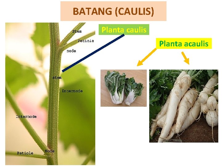 BATANG (CAULIS) Planta caulis Planta acaulis 