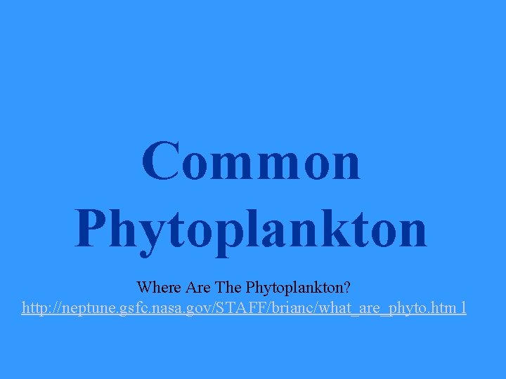 Common Phytoplankton Where Are The Phytoplankton? http: //neptune. gsfc. nasa. gov/STAFF/brianc/what_are_phyto. htm l 