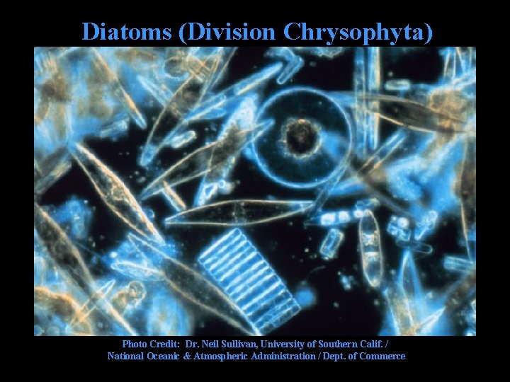 Diatoms (Division Chrysophyta) Photo Credit: Dr. Neil Sullivan, University of Southern Calif. / National