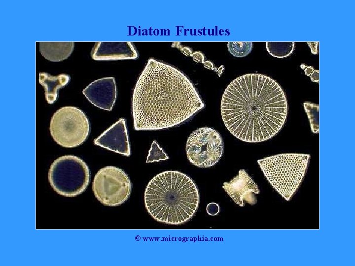 Diatom Frustules © www. micrographia. com 