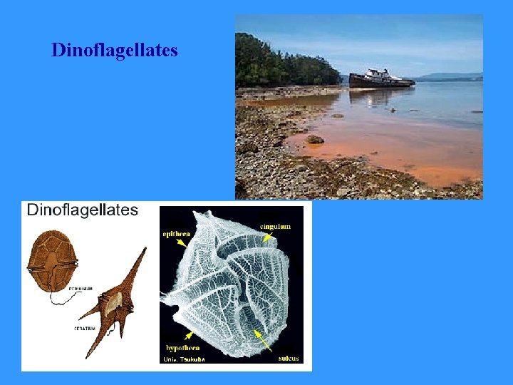 Dinoflagellates 