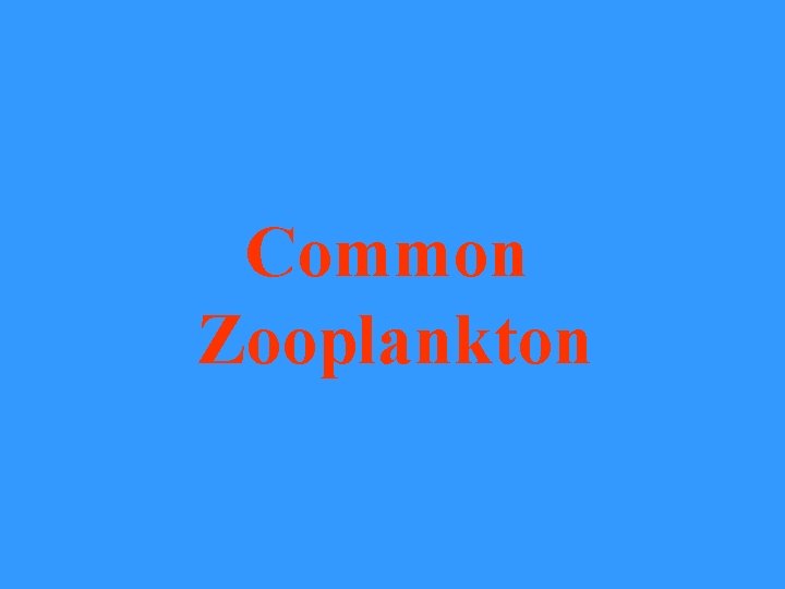 Common Zooplankton 