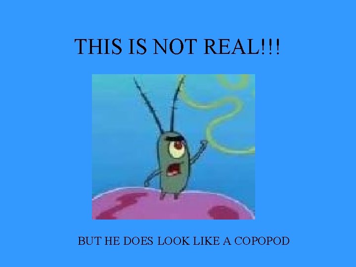 THIS IS NOT REAL!!! BUT HE DOES LOOK LIKE A COPOPOD 
