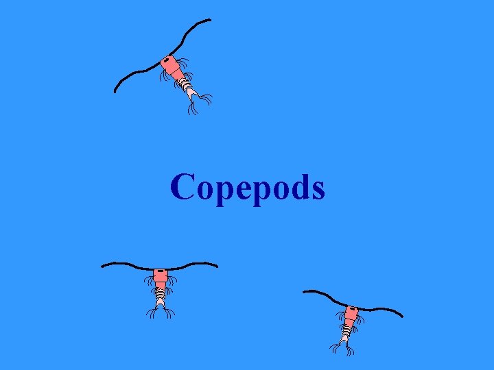 Copepods 