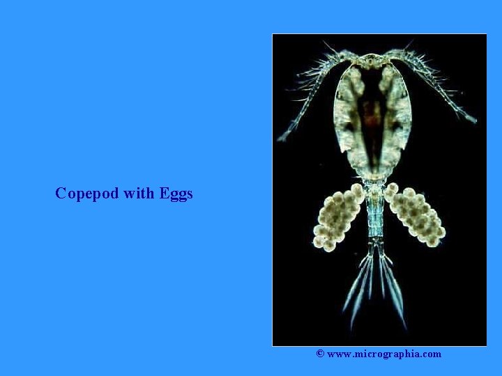 Copepod with Eggs © www. micrographia. com 
