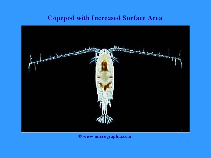 Copepod with Increased Surface Area © www. micrographia. com 