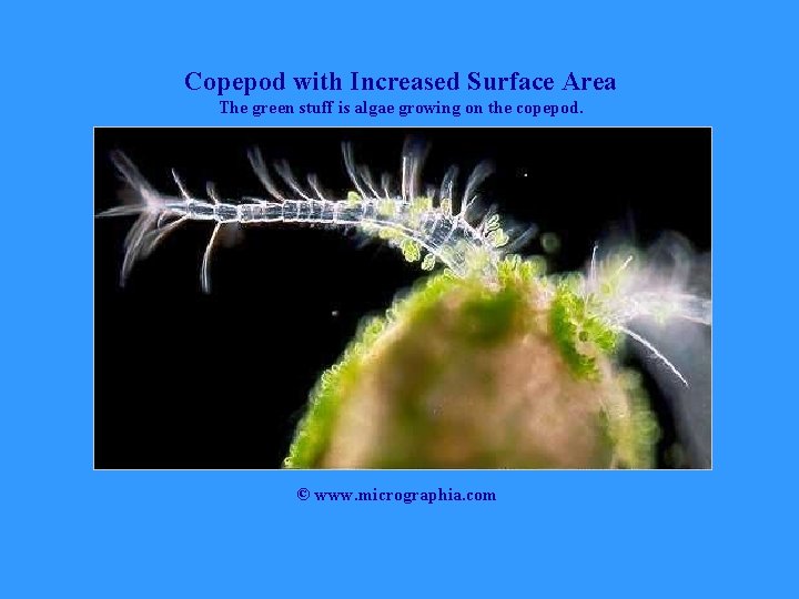 Copepod with Increased Surface Area The green stuff is algae growing on the copepod.