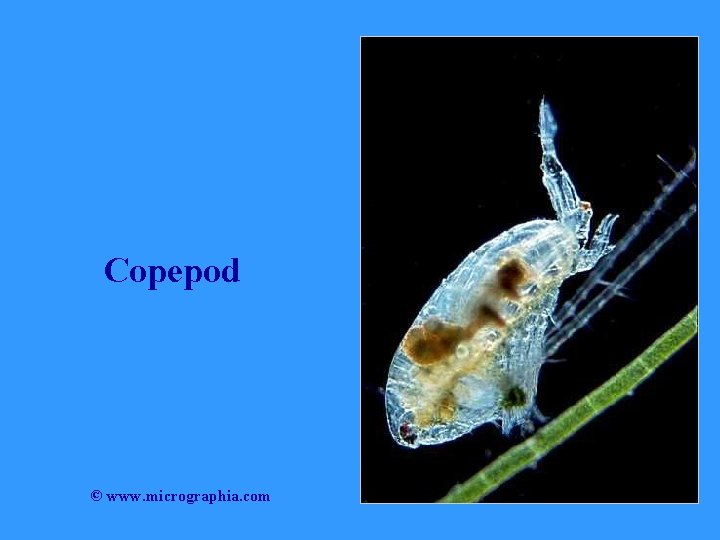 Copepod © www. micrographia. com 