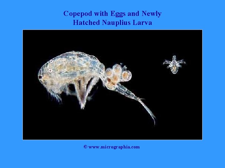 Copepod with Eggs and Newly Hatched Nauplius Larva © www. micrographia. com 