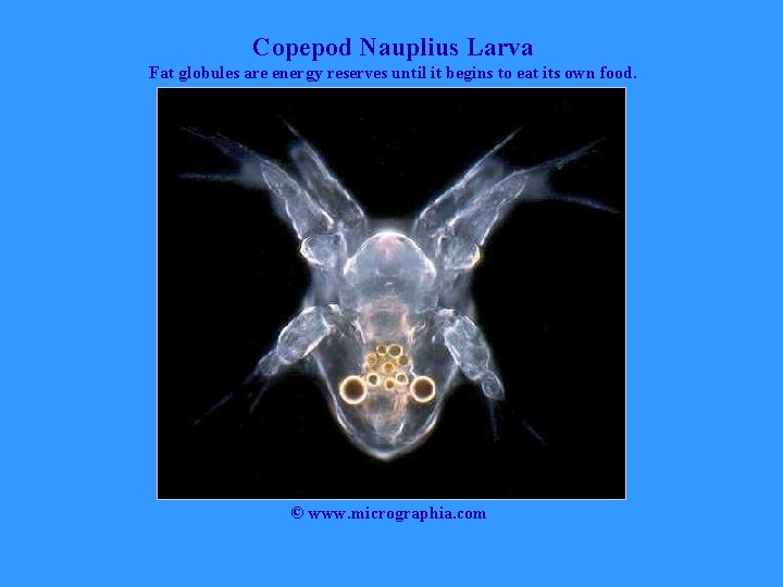 Copepod Nauplius Larva Fat globules are energy reserves until it begins to eat its