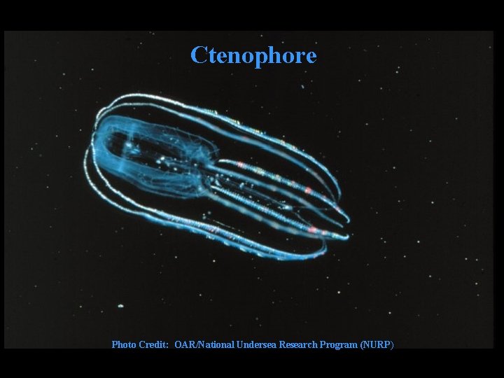 Ctenophore Photo Credit: OAR/National Undersea Research Program (NURP) 