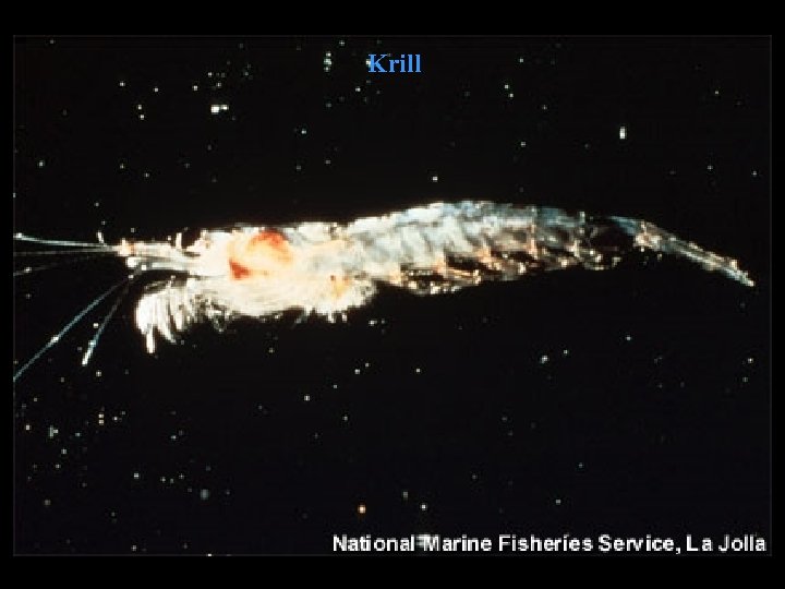 Krill 