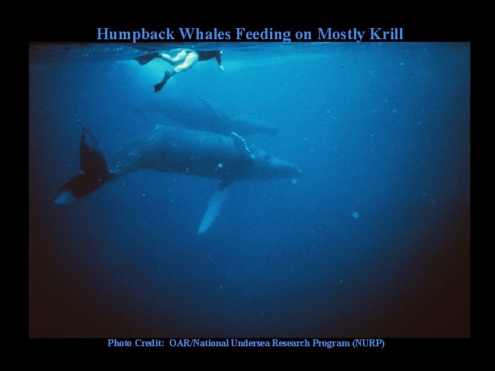 Humpback Whales Feeding on Mostly Krill Photo Credit: OAR/National Undersea Research Program (NURP) 